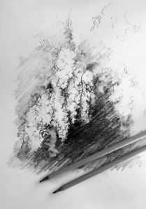 rysunek ołówkiem drzew